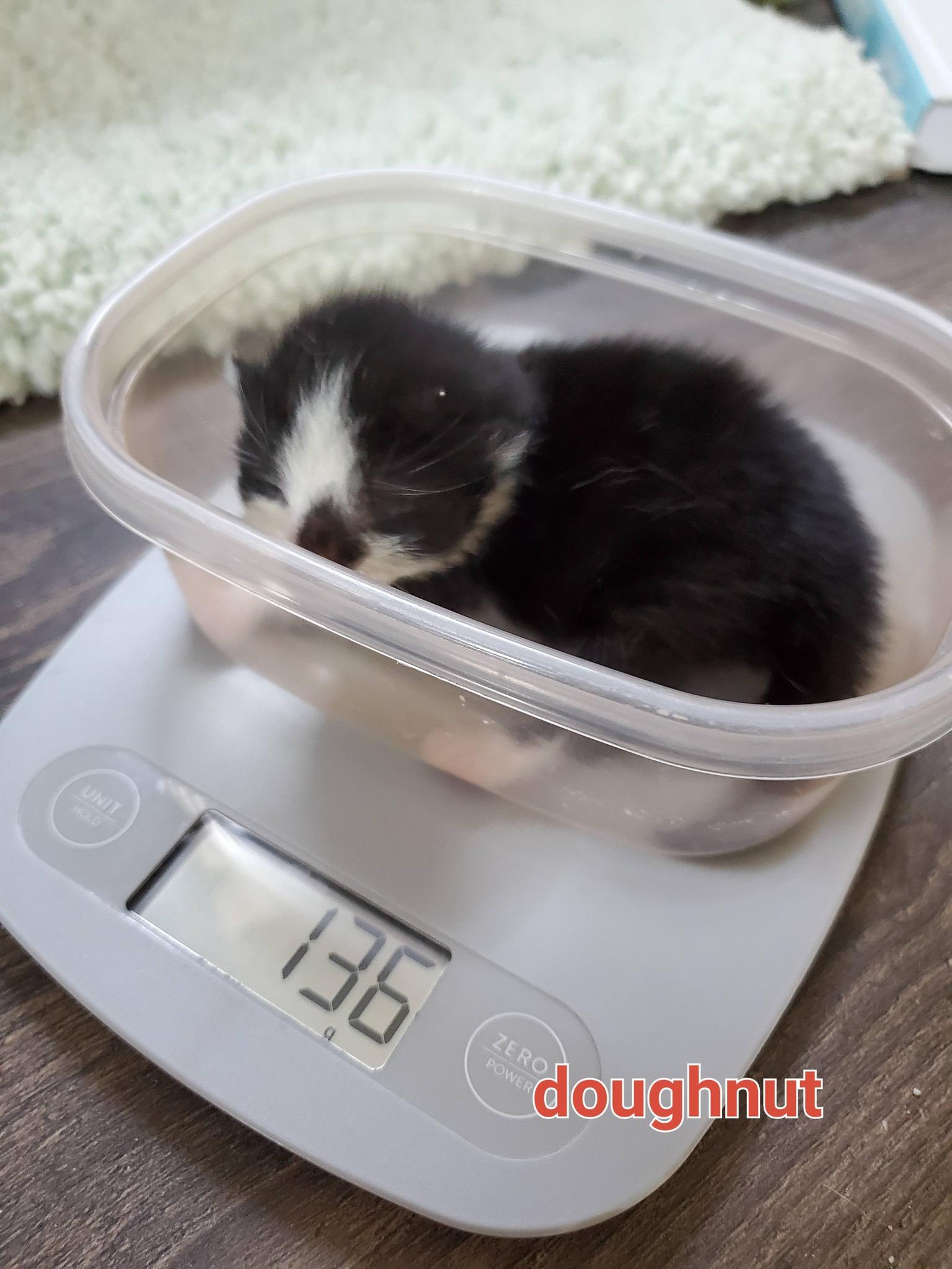 Doughnut, Adoptable, Kitten Female Domestic Short Hair.
