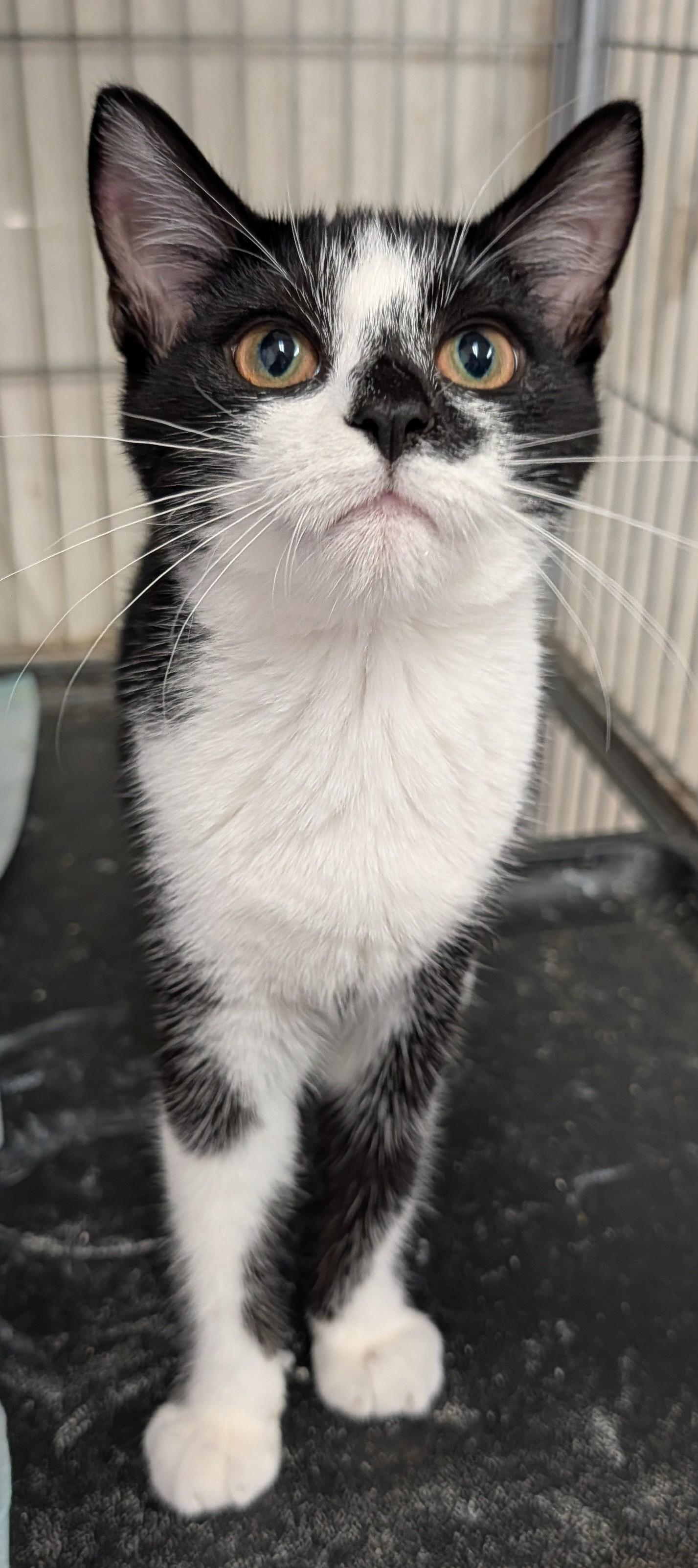 Enlarge Doughnut, a Adoptable Domestic Short Hair in Savannah, GA image 2/2