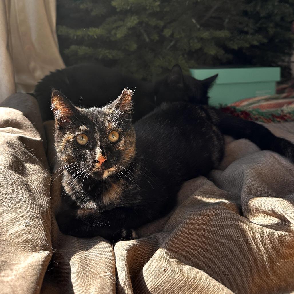 Skittles, Adoptable, Young Female Domestic Medium Hair.
