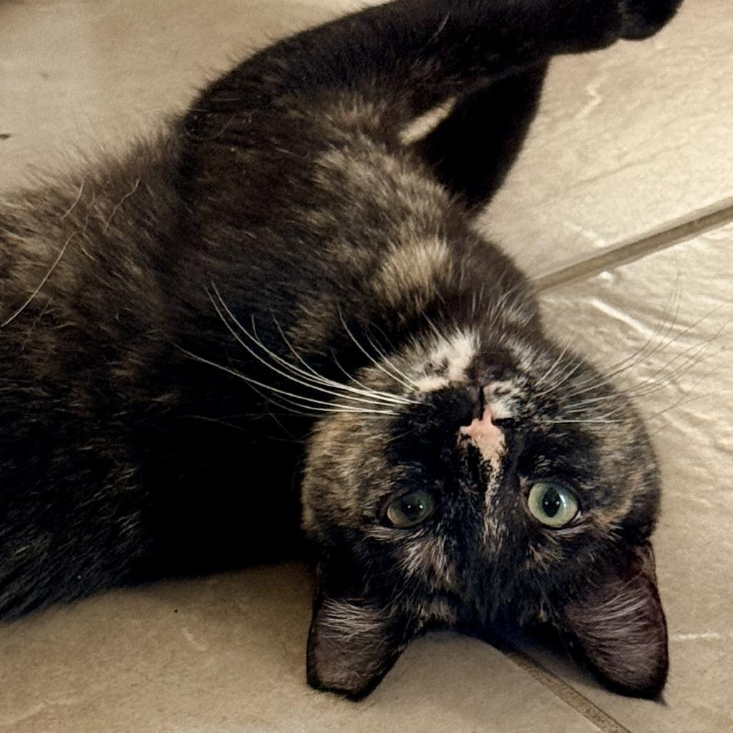 Enlarge Skittles, a Adoptable Domestic Medium Hair in Long Beach, CA image 2/6