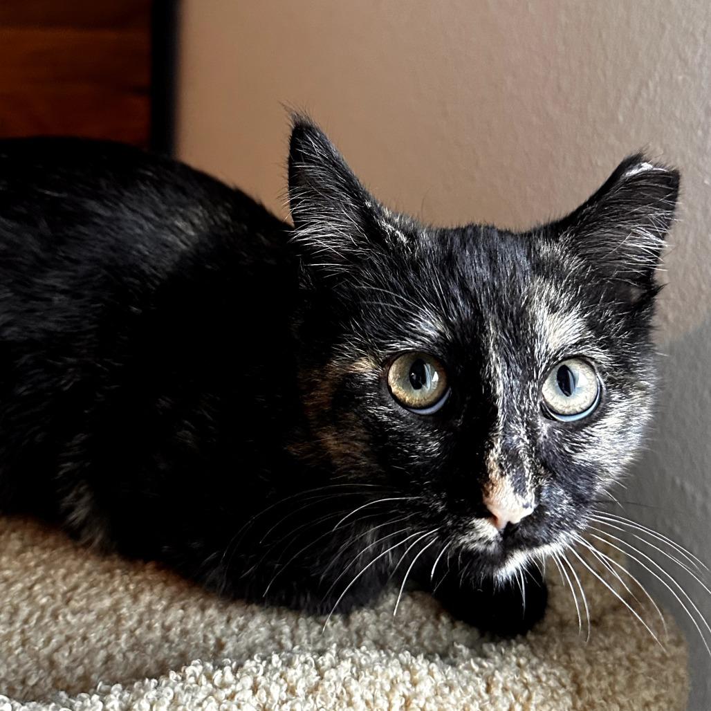 Enlarge Skittles, a Adoptable Domestic Medium Hair in Long Beach, CA image 3/6