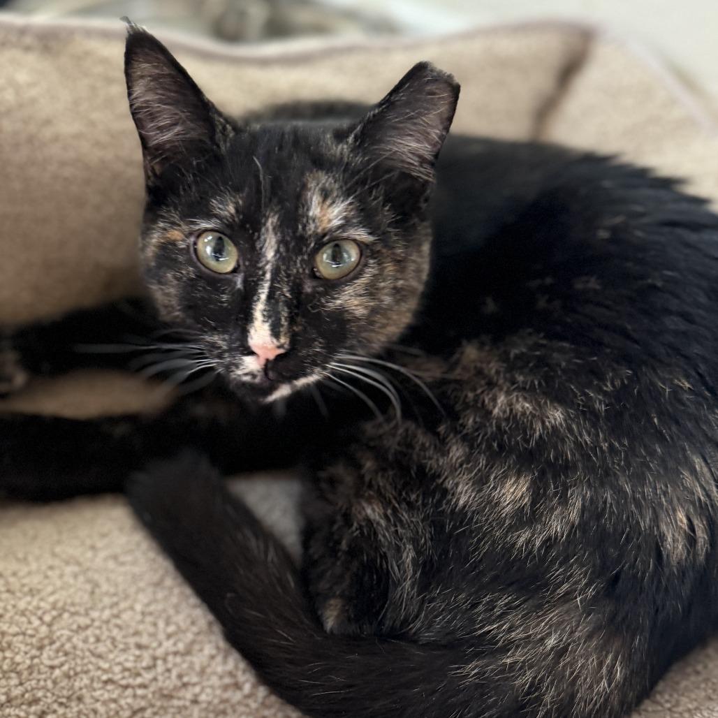 Enlarge Skittles, a Adoptable Domestic Medium Hair in Long Beach, CA image 4/6