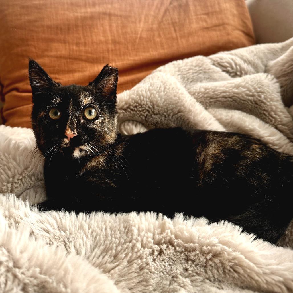 Enlarge Skittles, a Adoptable Domestic Medium Hair in Long Beach, CA image 5/6