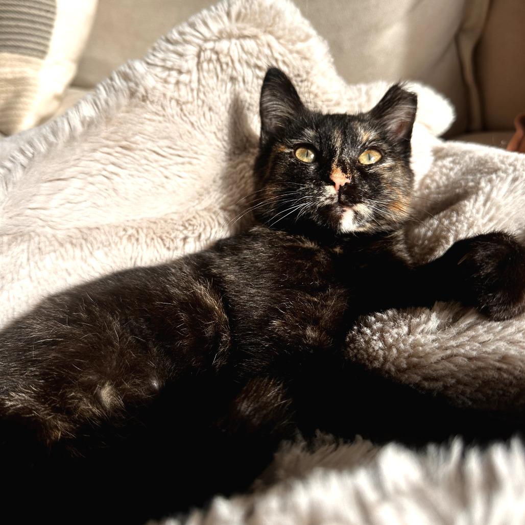 Enlarge Skittles, a Adoptable Domestic Medium Hair in Long Beach, CA image 6/6
