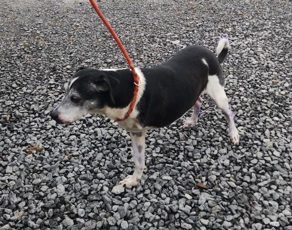 Skippy, Adoptable, Senior Male Hound.