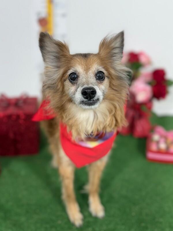 Enlarge Scrappy, a Adoptable mixed breed in Las Vegas, NV image 1/1