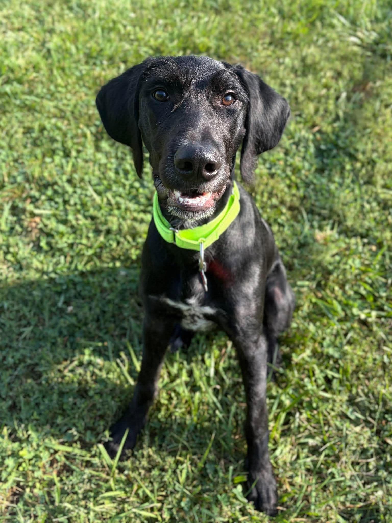 Enlarge Bronx, a Adoptable mixed breed in Valparaiso, IN image 2/2