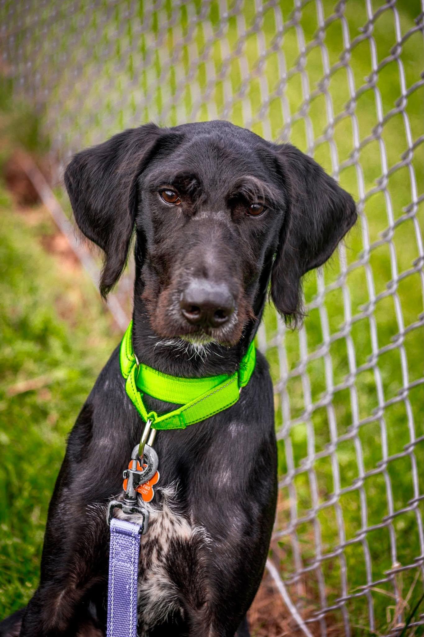 Bronx, Adoptable, Adult Male Flat-Coated Retriever & Poodle.
