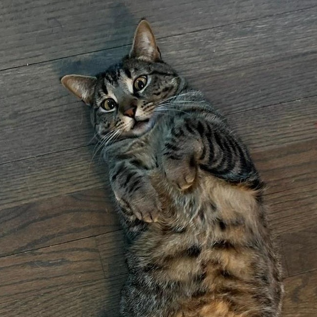 Enlarge Remy, a ADOPTABLE Domestic Short Hair in New York, NY image 1/5