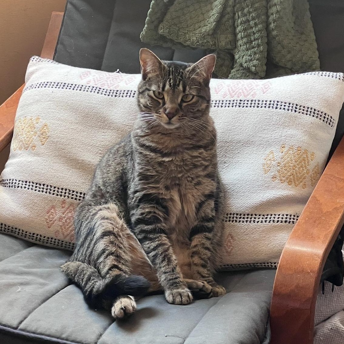 Enlarge Remy, a ADOPTABLE Domestic Short Hair in New York, NY image 2/5