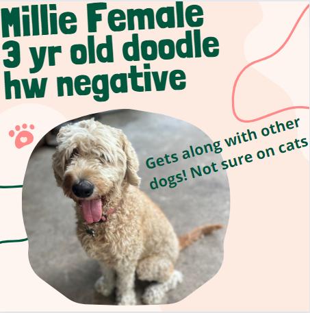 Millie, Adopted, Adult Female Goldendoodle.
