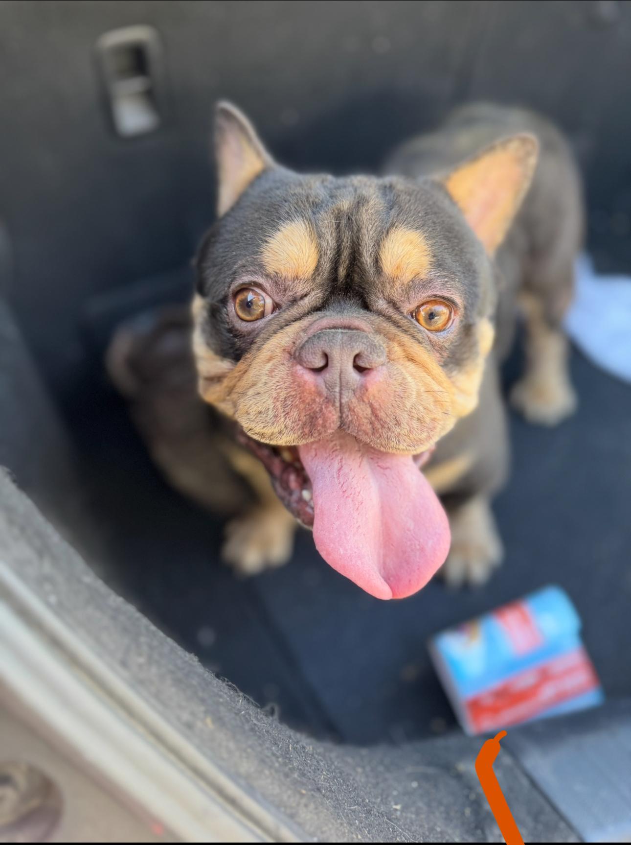 Rotten, Adopted, Adult Male English Bulldog & French Bulldog.