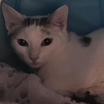 Enlarge Gromit, a Adoptable Domestic Short Hair in La Grange, KY image 1/4