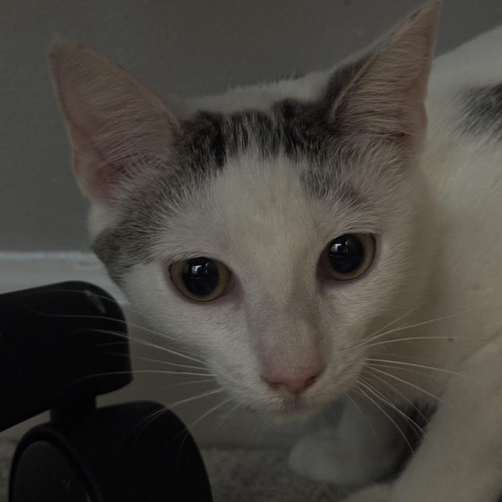 Enlarge Gromit, a Adoptable Domestic Short Hair in La Grange, KY image 2/4