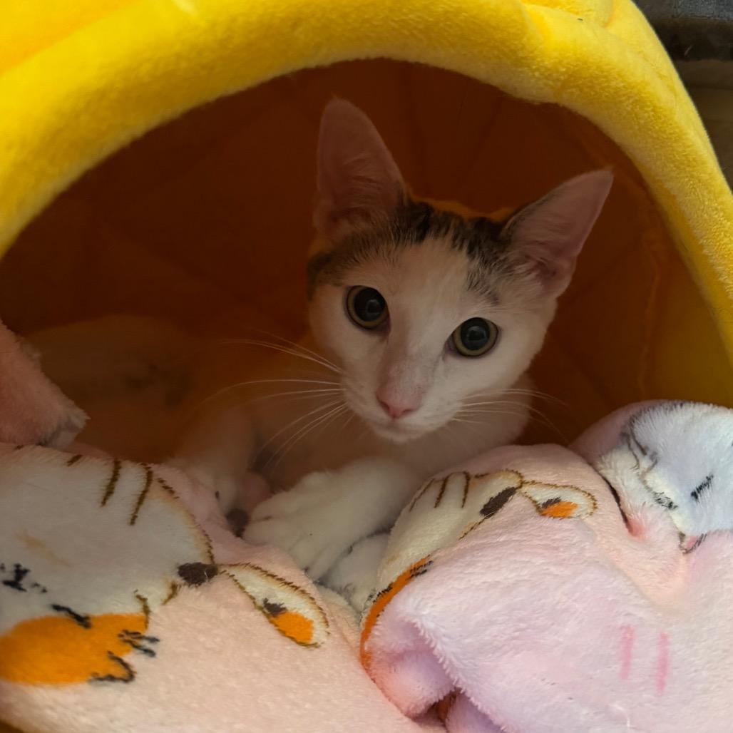 Enlarge Gromit, a Adoptable Domestic Short Hair in La Grange, KY image 4/4