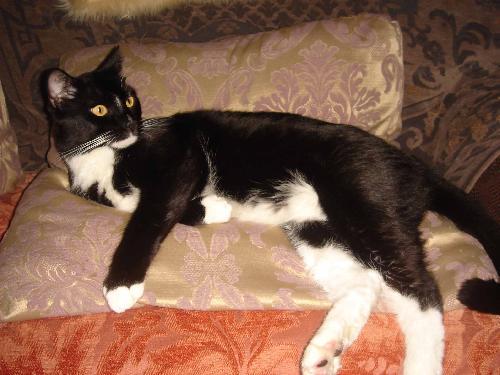 Willow, Adoptable, Young Male Tuxedo.