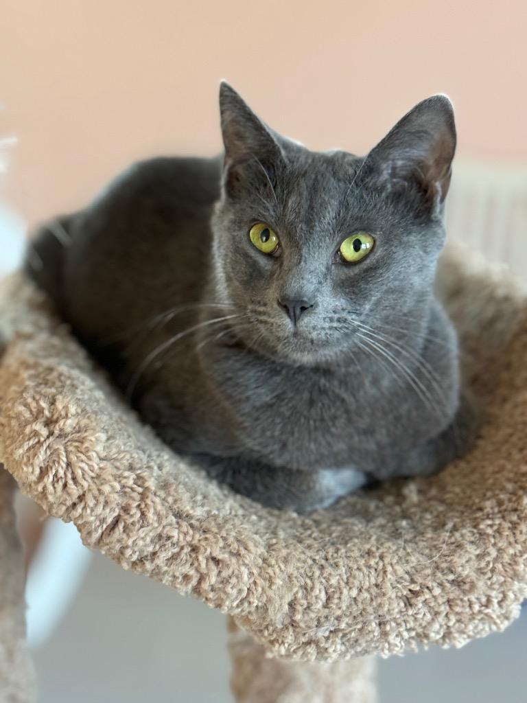 Gio, a Adoptable mixed breed image 1/6