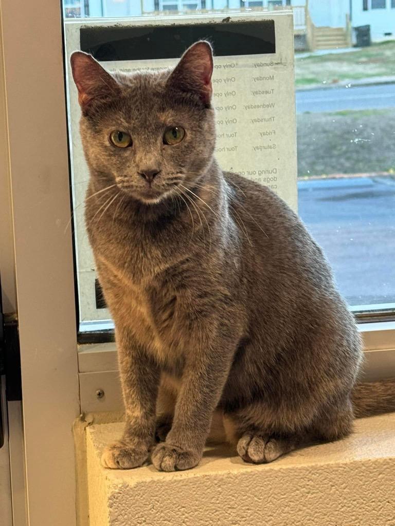 Gio, Adoptable, Adult Male Domestic Short Hair.