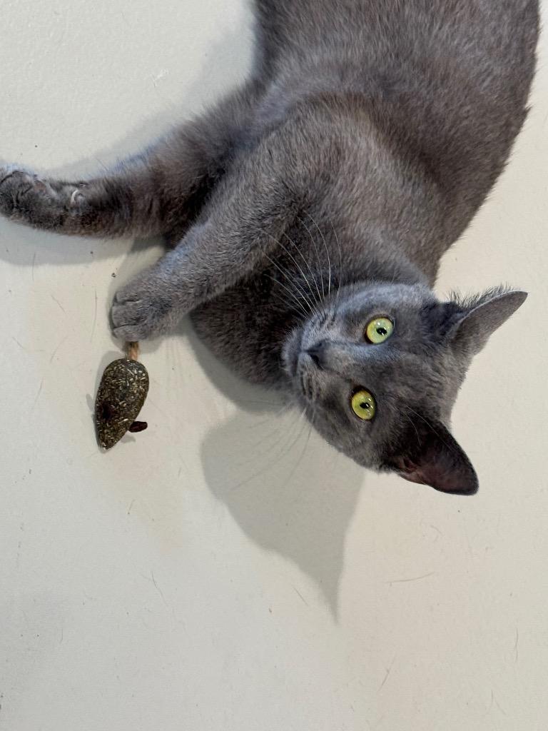 Gio, a Adoptable mixed breed image 3/6