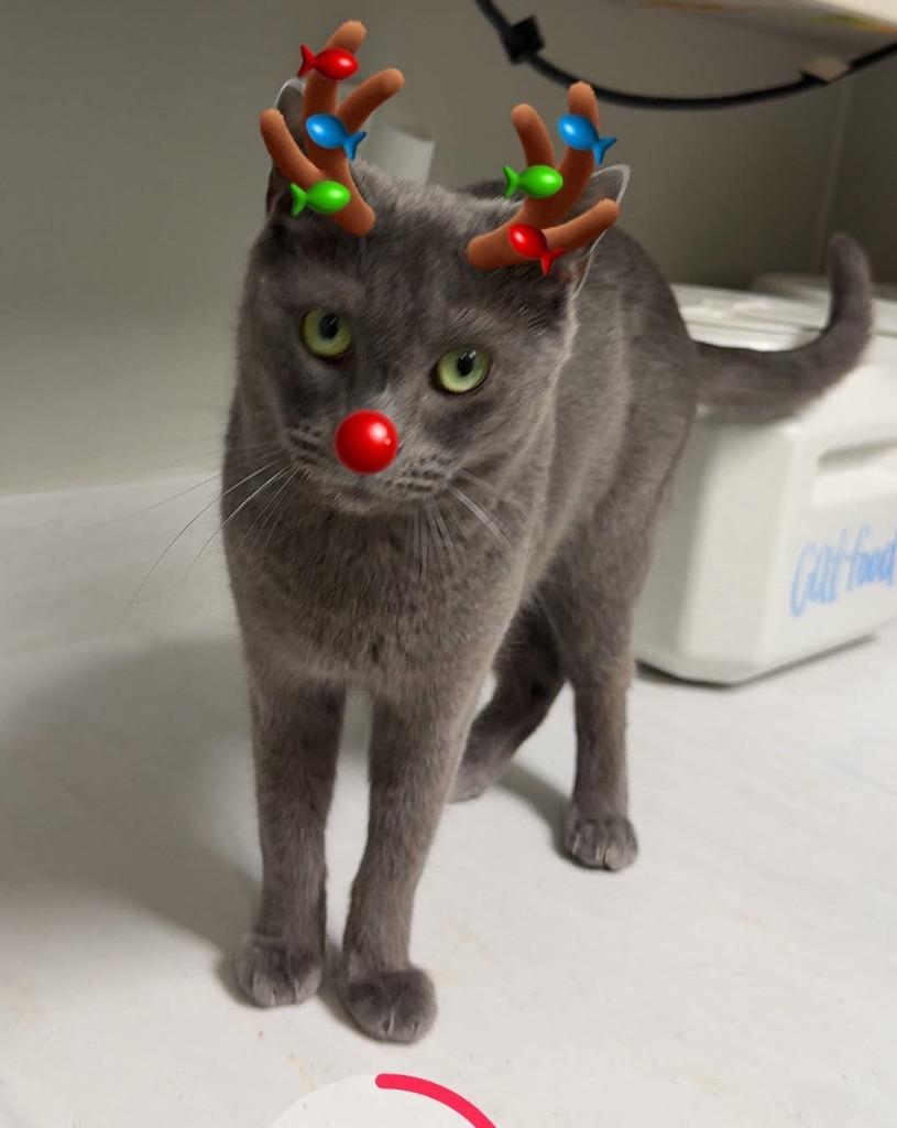 Enlarge Gio, a Adoptable mixed breed in Dalton, GA image 3/6