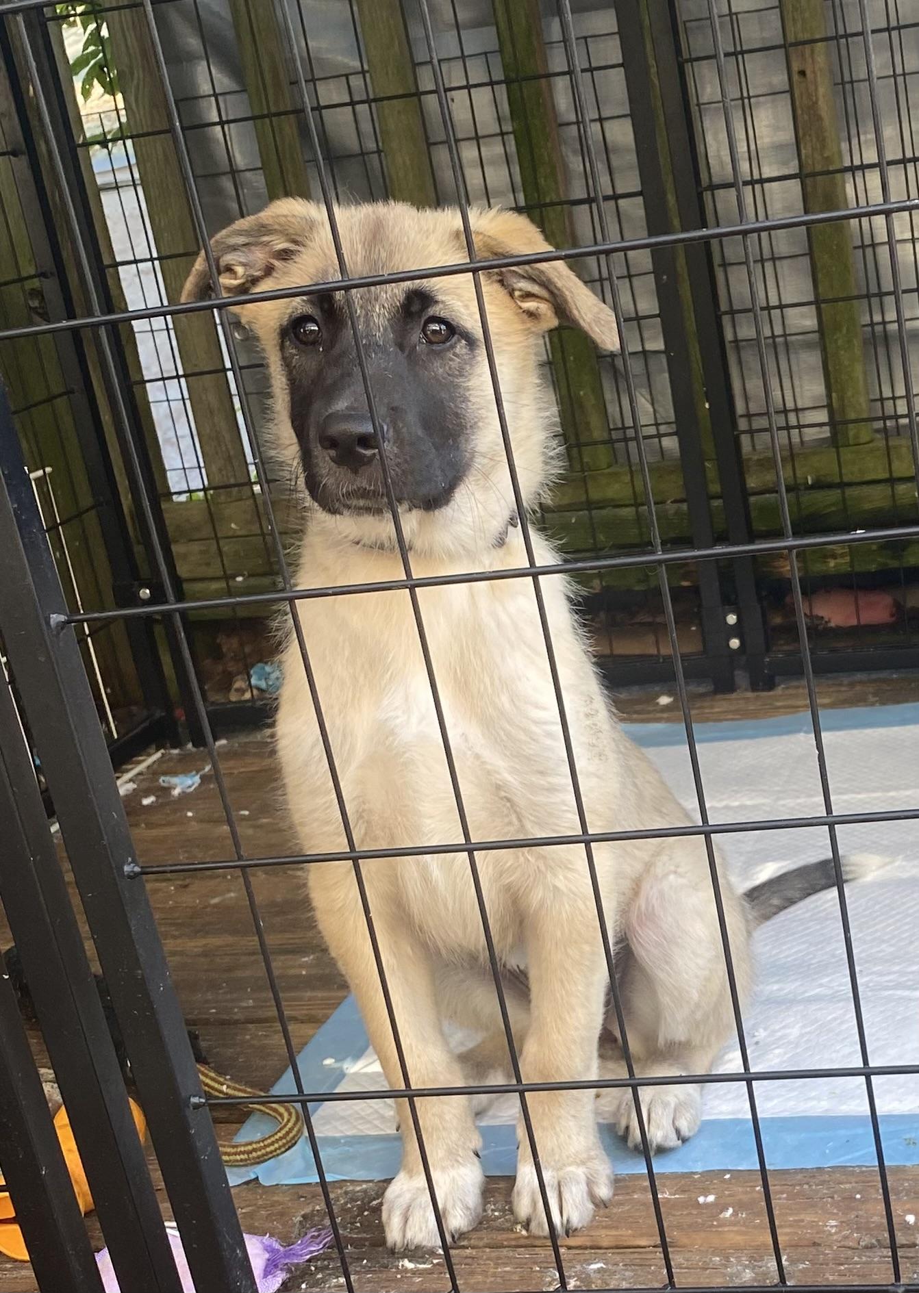 Sheba, Adopted, Young Female Anatolian Shepherd.