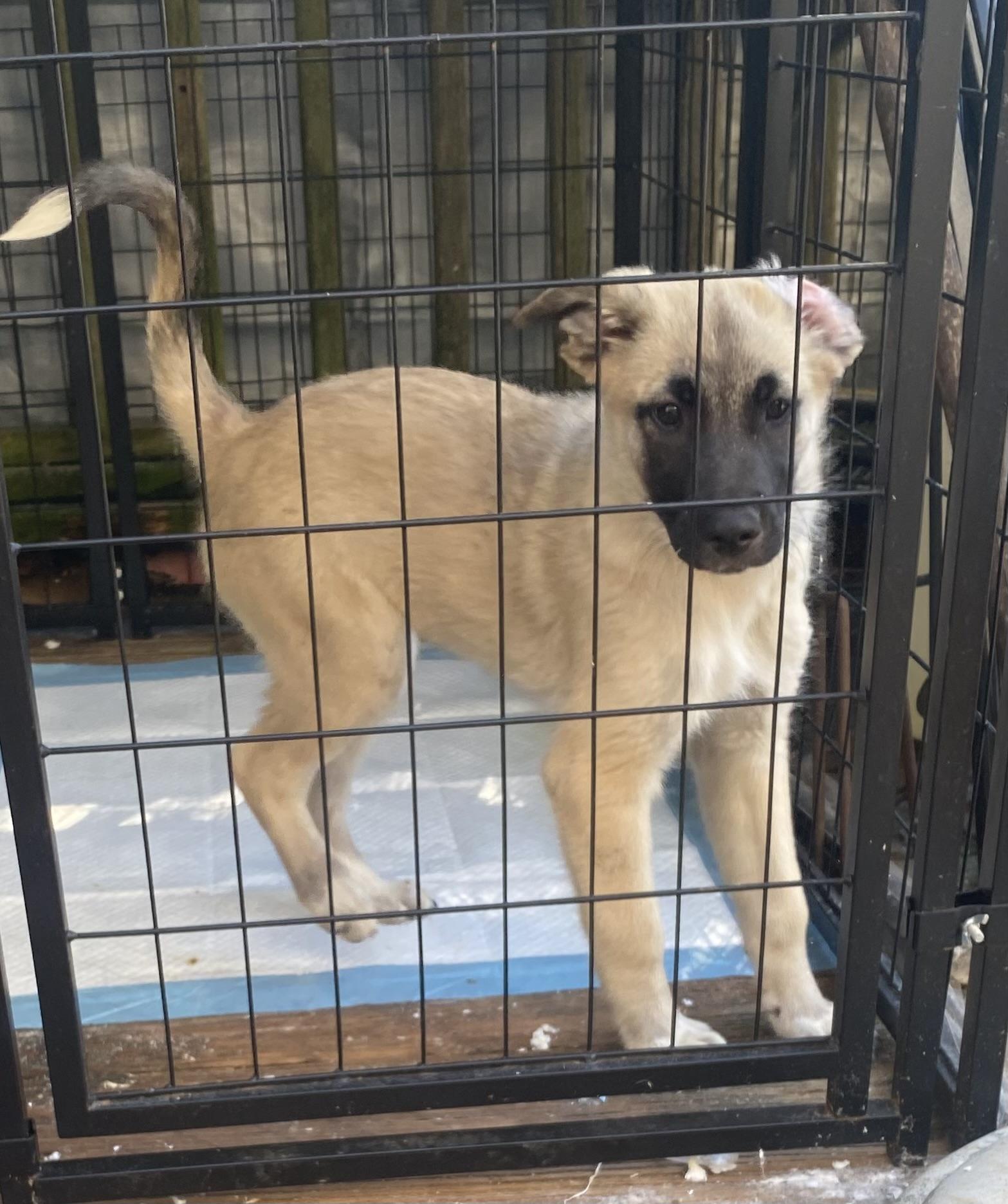 Enlarge Sheba, a Adopted mixed breed in Newtown, CT image 2/2