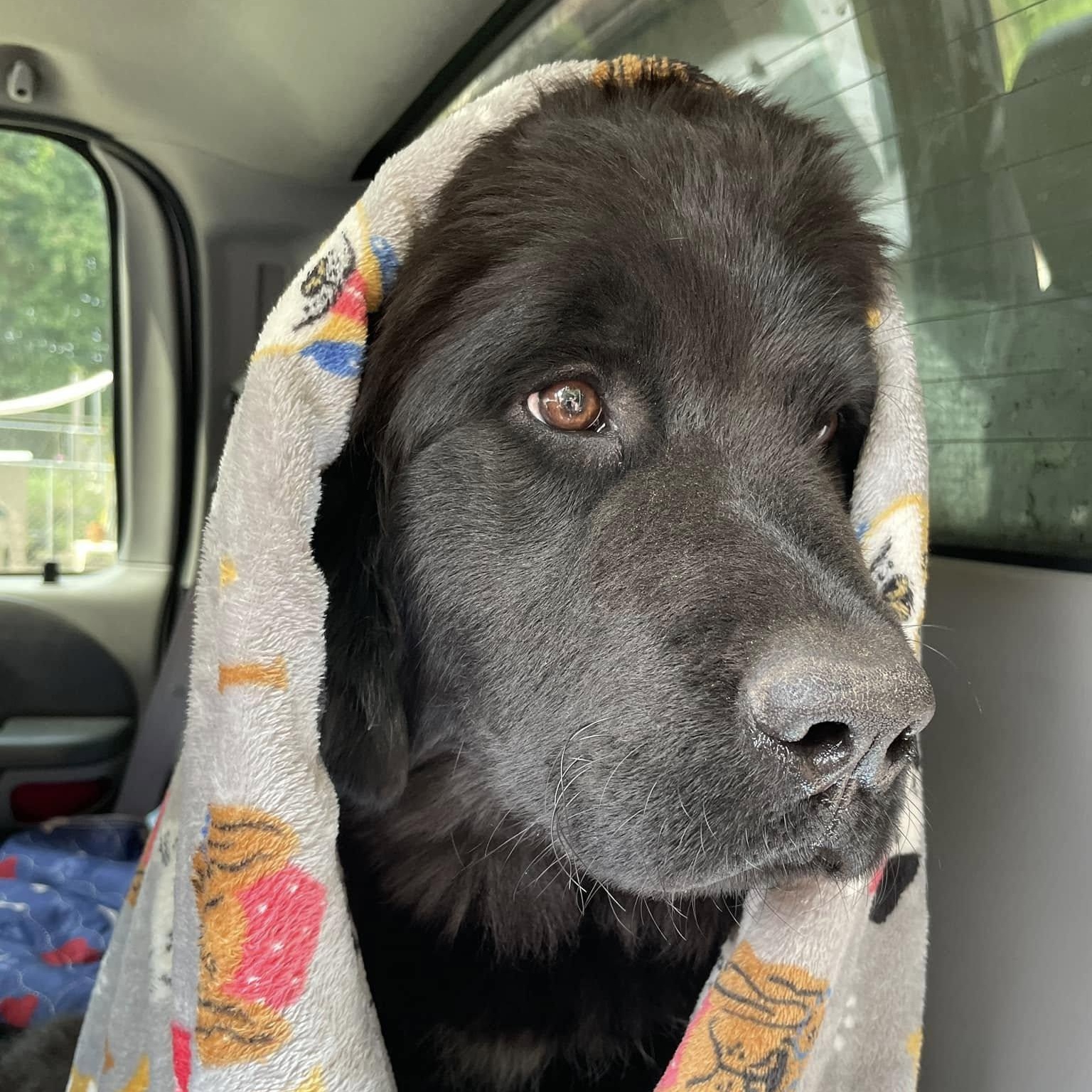 Nora, a Adoptable Newfoundland Dog in North Branch, MN image 3/3