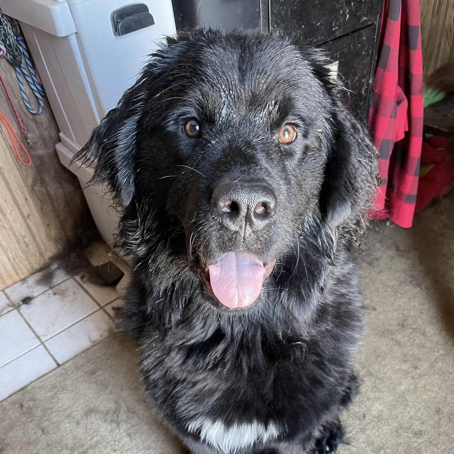Nora, a Adoptable Newfoundland Dog in North Branch, MN image 2/3