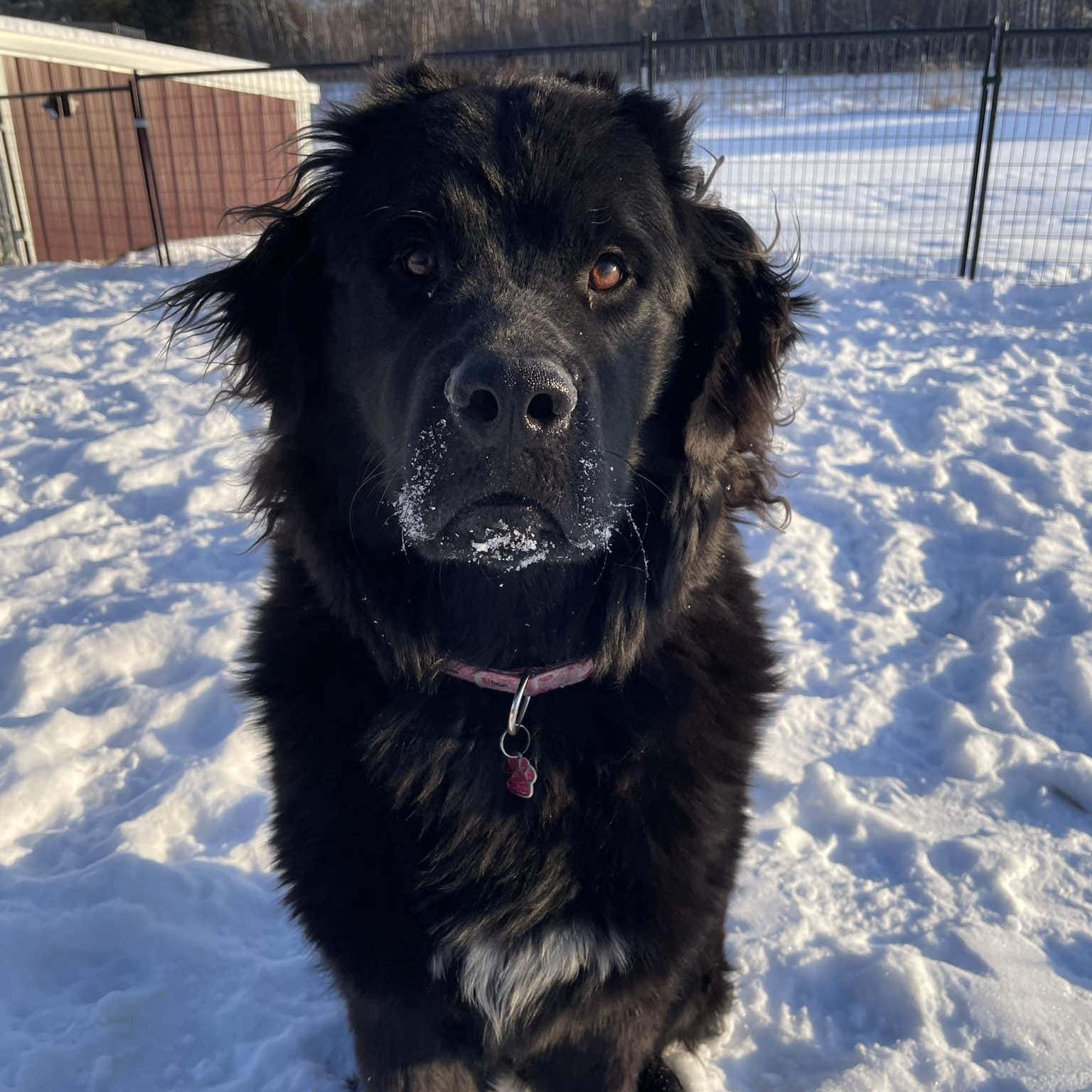 Nora, an adoptable Newfoundland Dog in North Branch, MN, 55056 | Photo Image 1