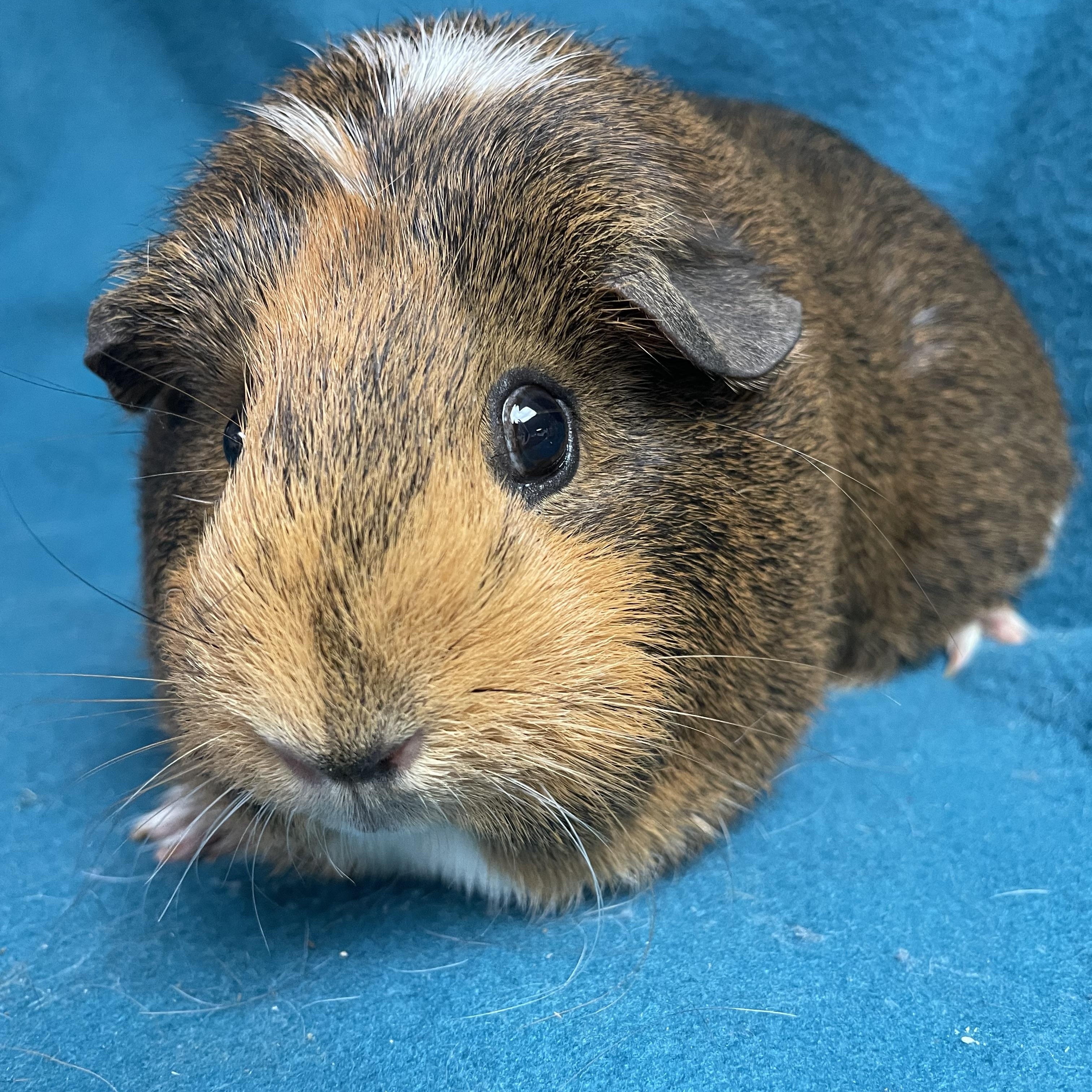 Maple: video!!, Adult Female Guinea Pig