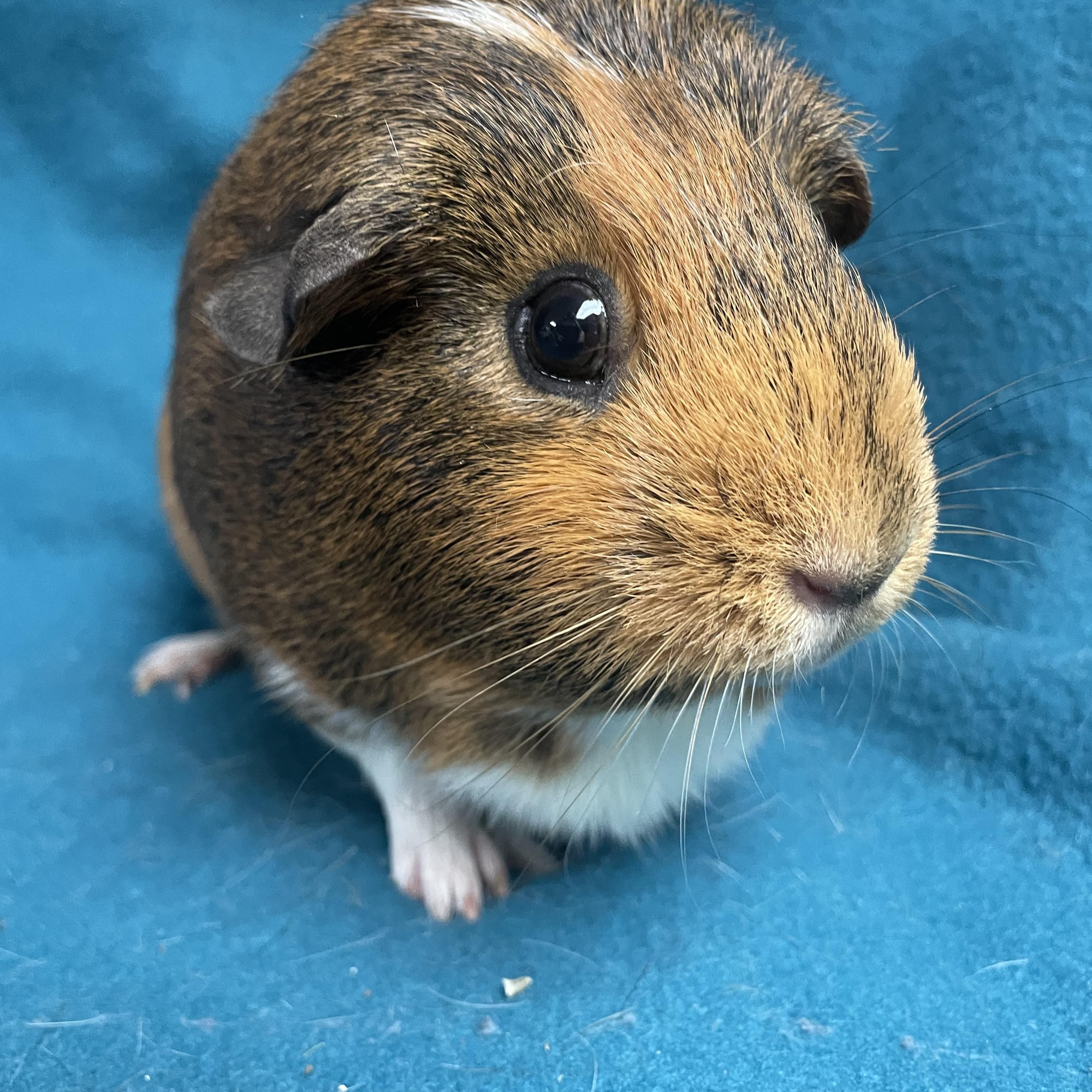 Maple: video!! photo 5