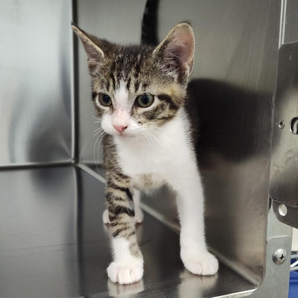 Dracula (25-11132), Adoptable, Kitten Male Domestic Medium Hair.