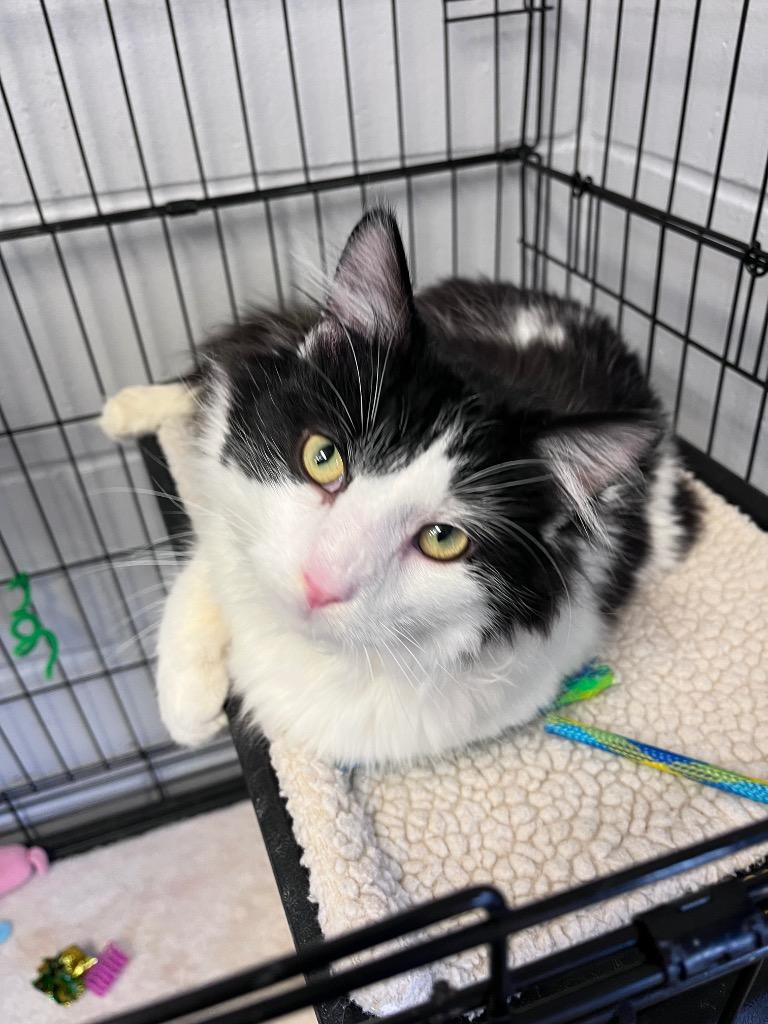 Pepe Le Pew, adopted, Young Male Domestic Long Hair.