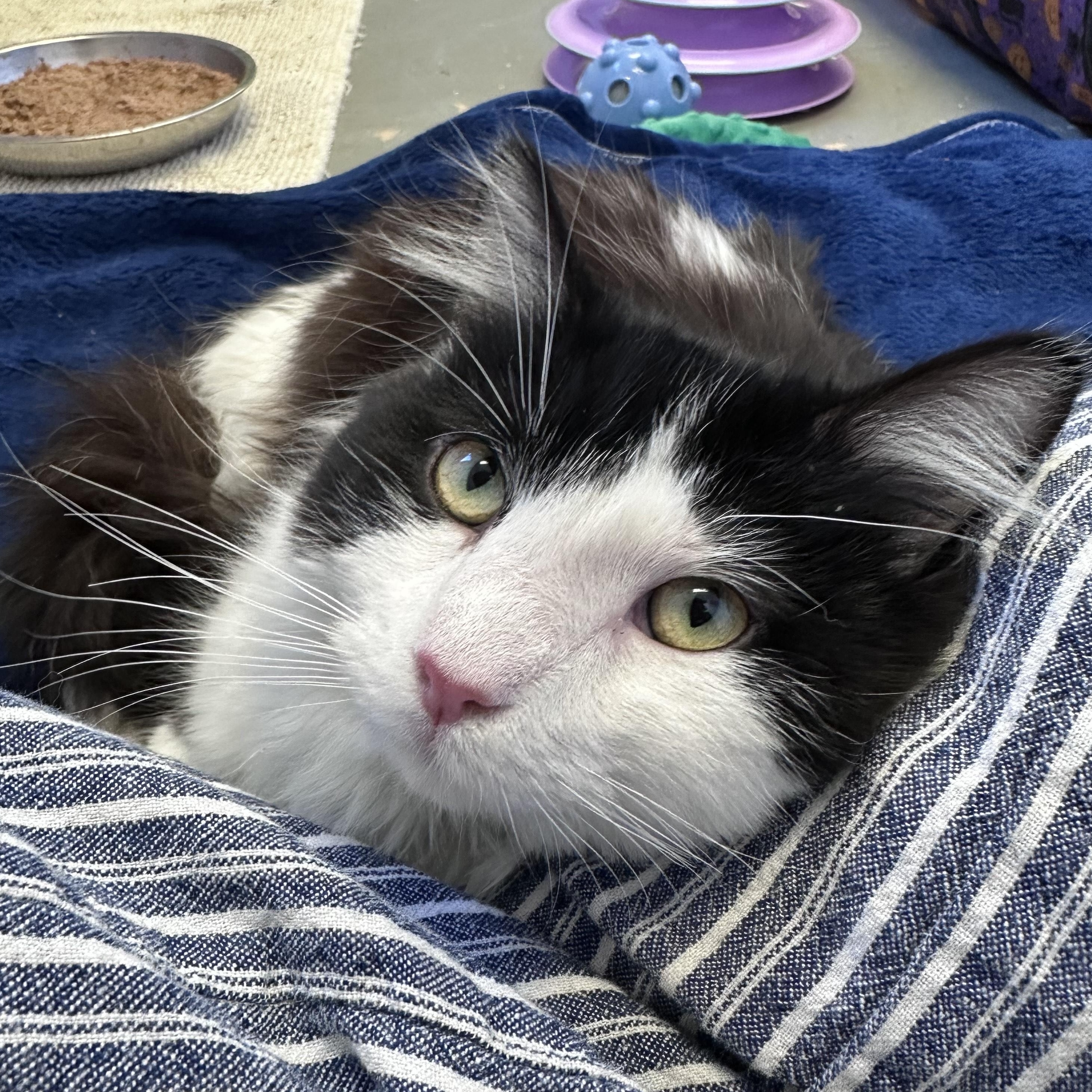 Enlarge Pepe Le Pew, an adopted Domestic Long Hair in East Northport, NY image 2/2