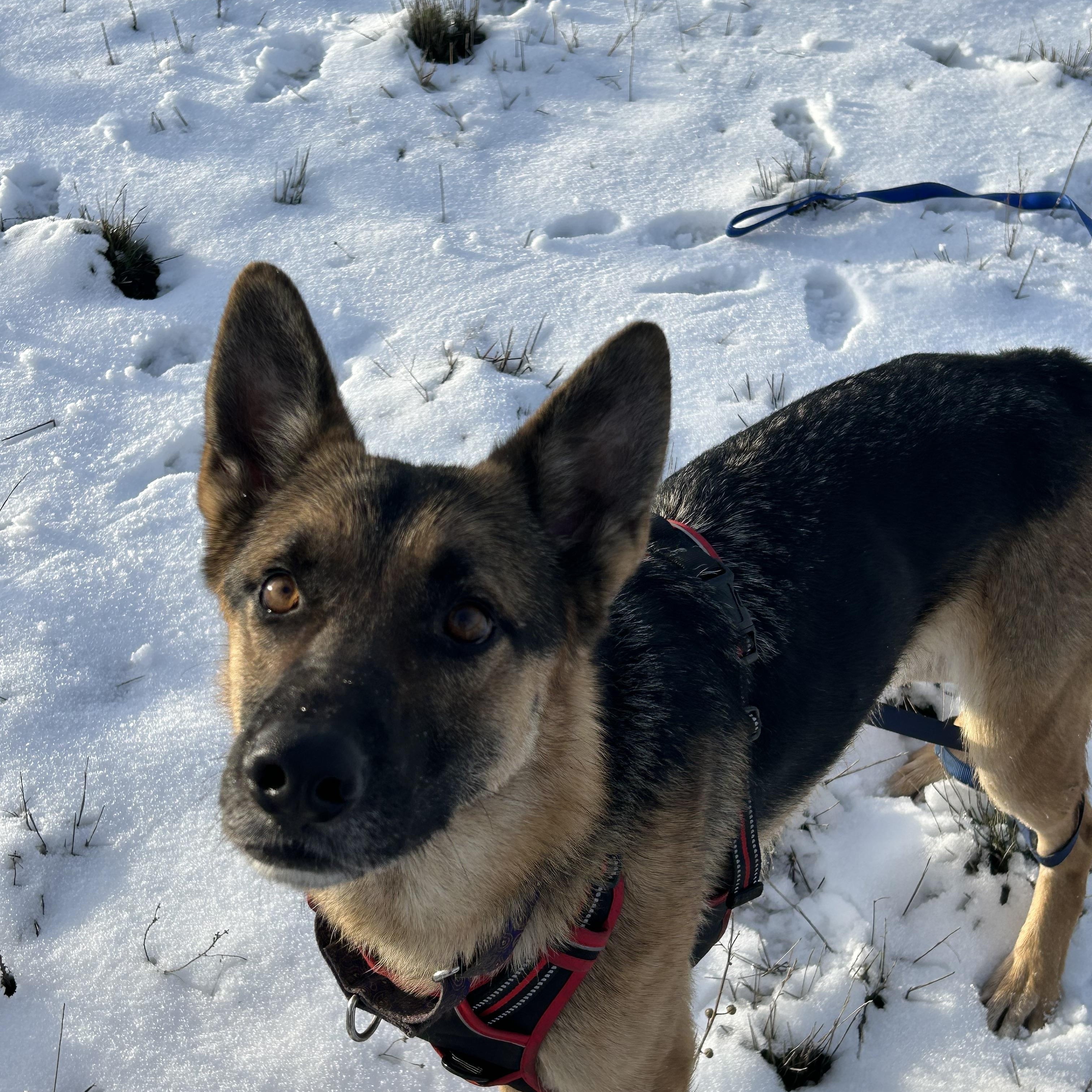 Enlarge BOLT. **Courtesy Listing for Luke’s Legacy**, a Adoptable mixed breed in COEUR D ALENE, ID image 1/1