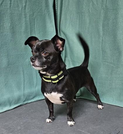 Vinnie, a Adoptable mixed breed in Freeport, IL image 1/3