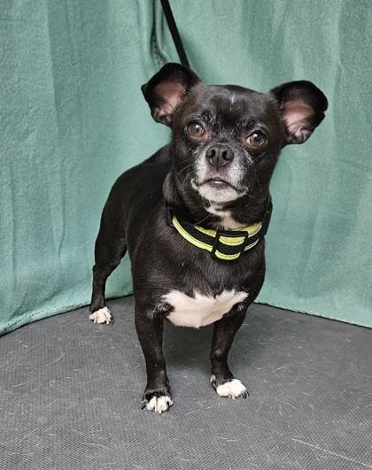 Enlarge Vinnie, a Adoptable mixed breed in Freeport, IL image 2/3