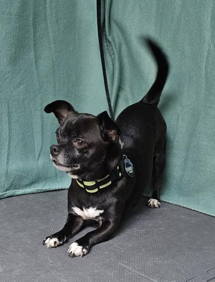 Vinnie, a Adoptable mixed breed in Freeport, IL image 2/3