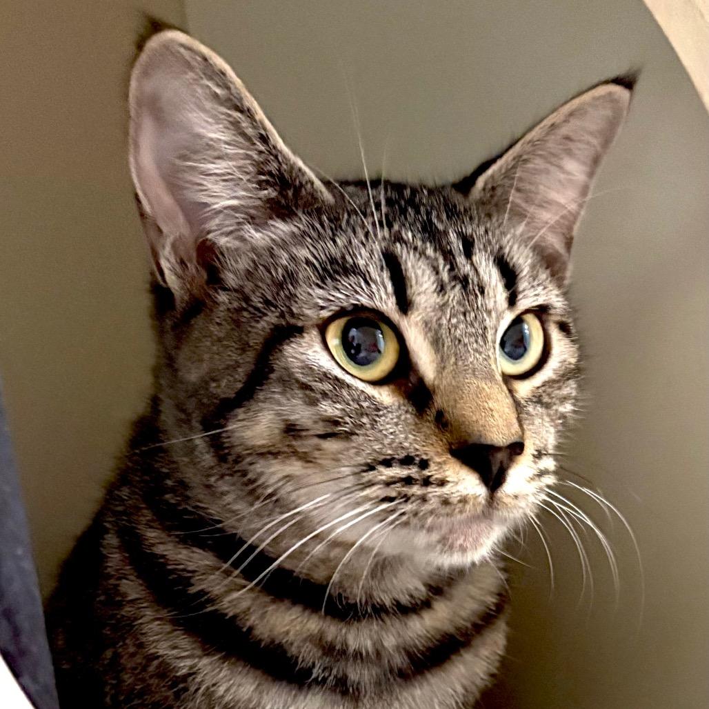 Enlarge Lydia, a Adoptable Domestic Short Hair in Sarasota, FL image 1/3