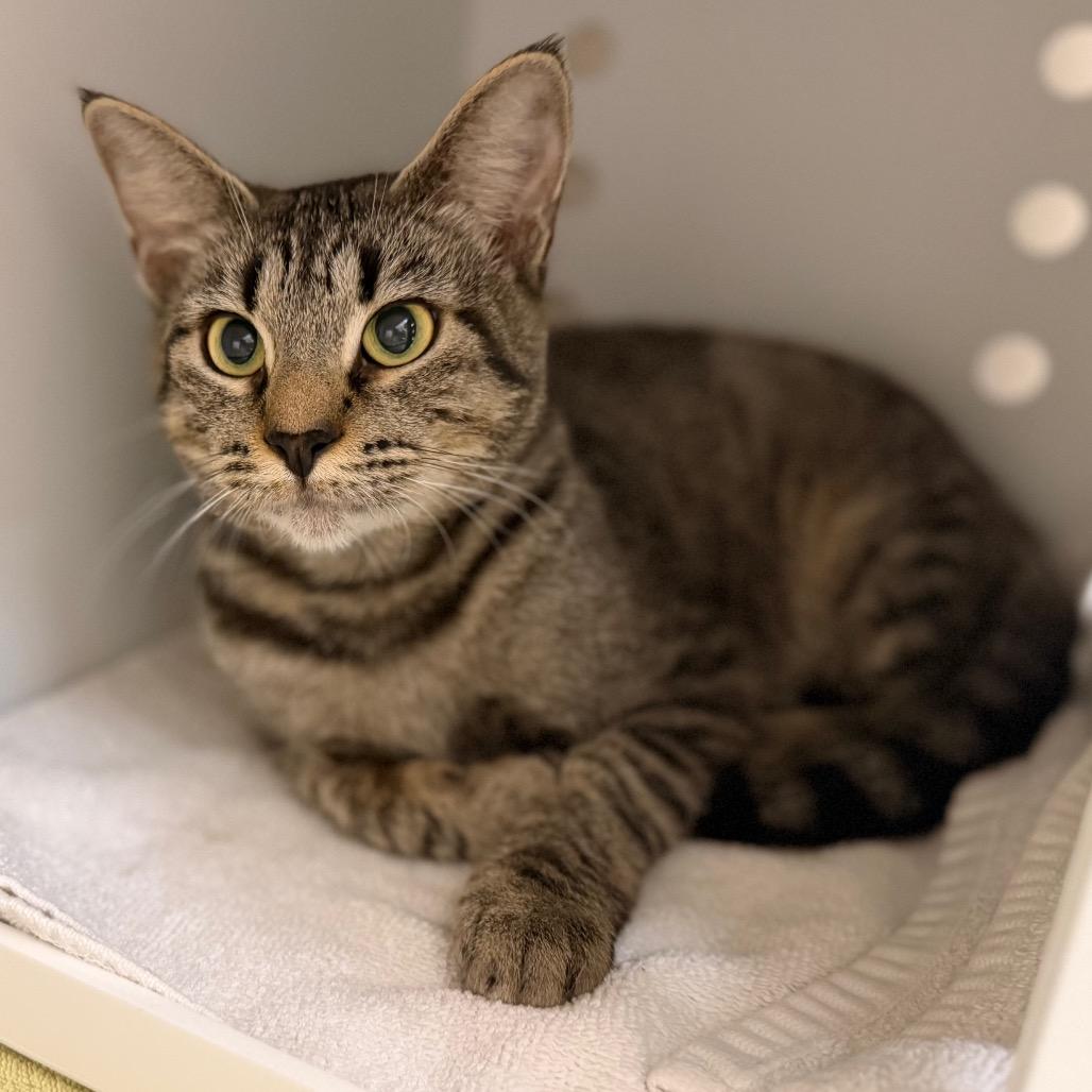 Enlarge Lydia, a Adoptable Domestic Short Hair in Sarasota, FL image 2/3