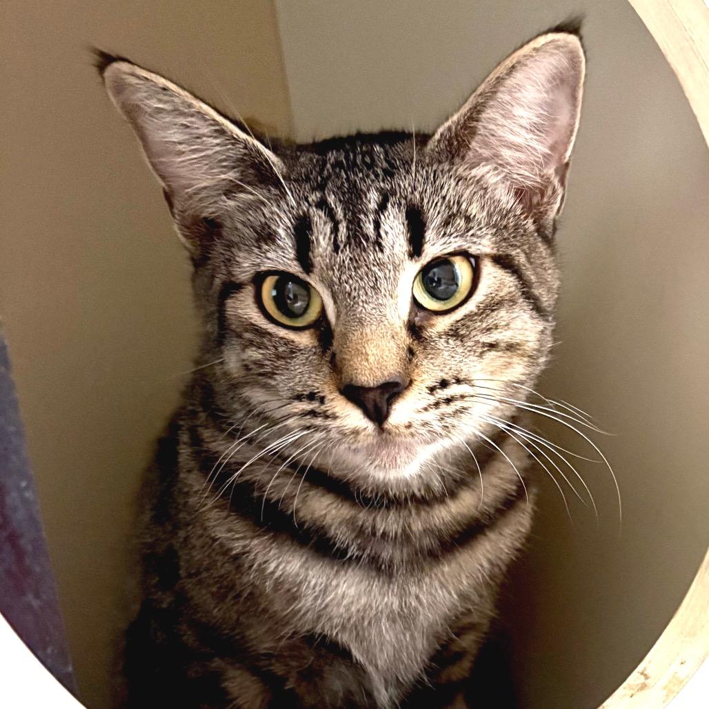 Enlarge Lydia, a Adoptable Domestic Short Hair in Sarasota, FL image 3/3
