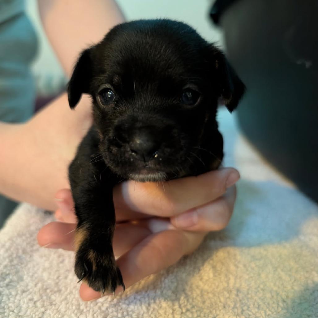Eclipse, Adoptable, Puppy Male Chihuahua & Mixed Breed.
