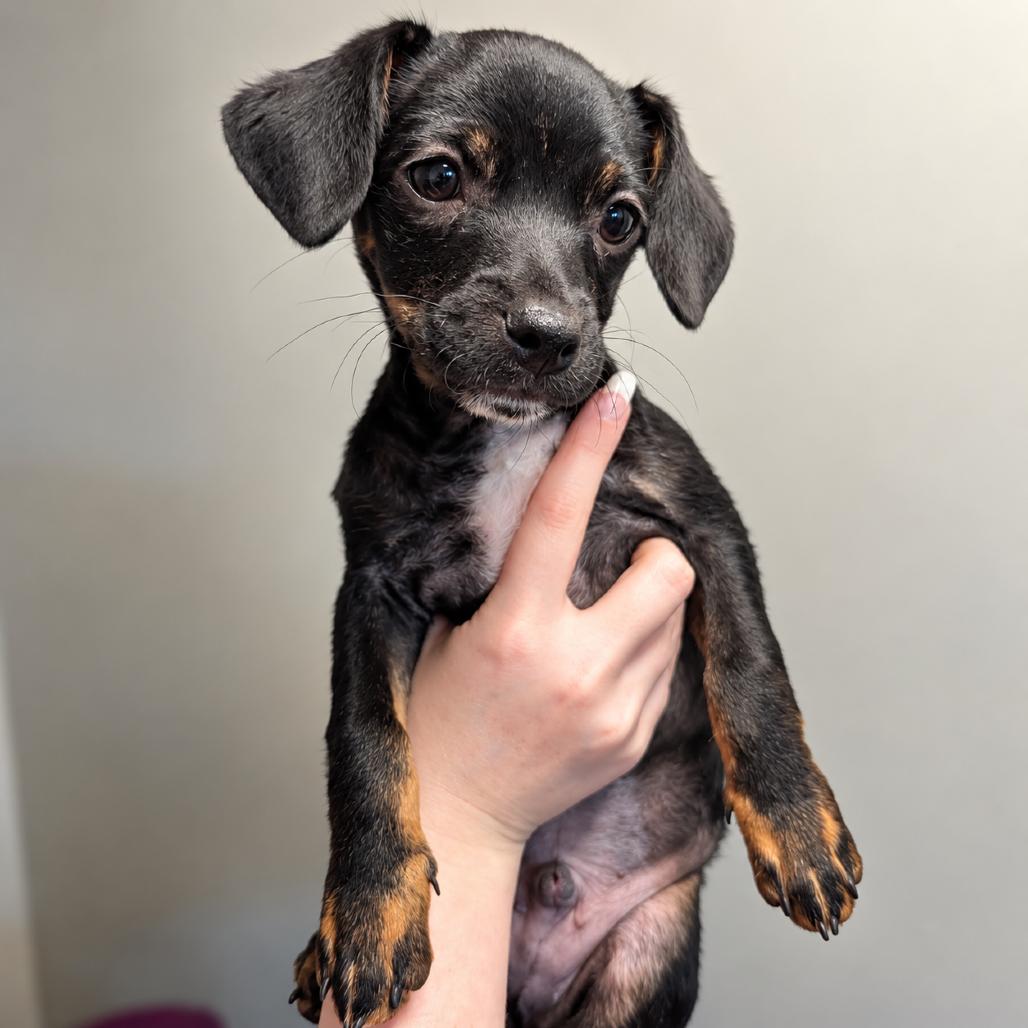 Enlarge Eclipse, a Adoptable mixed breed in Sacramento, CA image 3/5