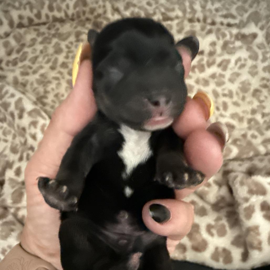 Enlarge Eclipse, a Adoptable mixed breed in Sacramento, CA image 4/5
