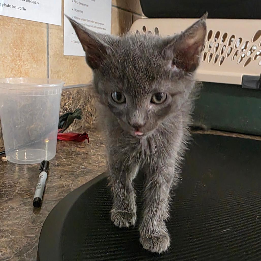 Vileplume, Adoptable, Kitten Male Domestic Short Hair.