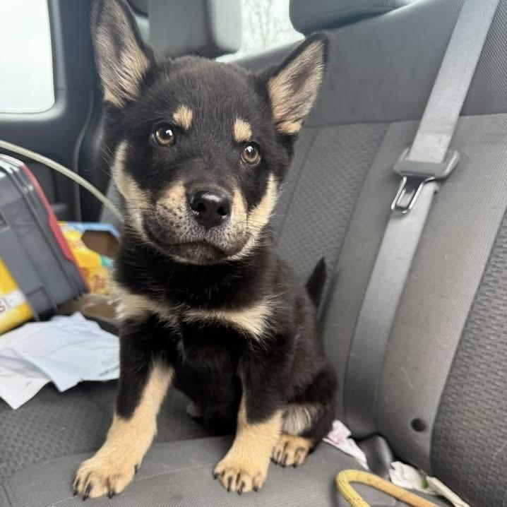 Chicken Tender, Adoptable, Puppy Male Husky & German Shepherd Dog.