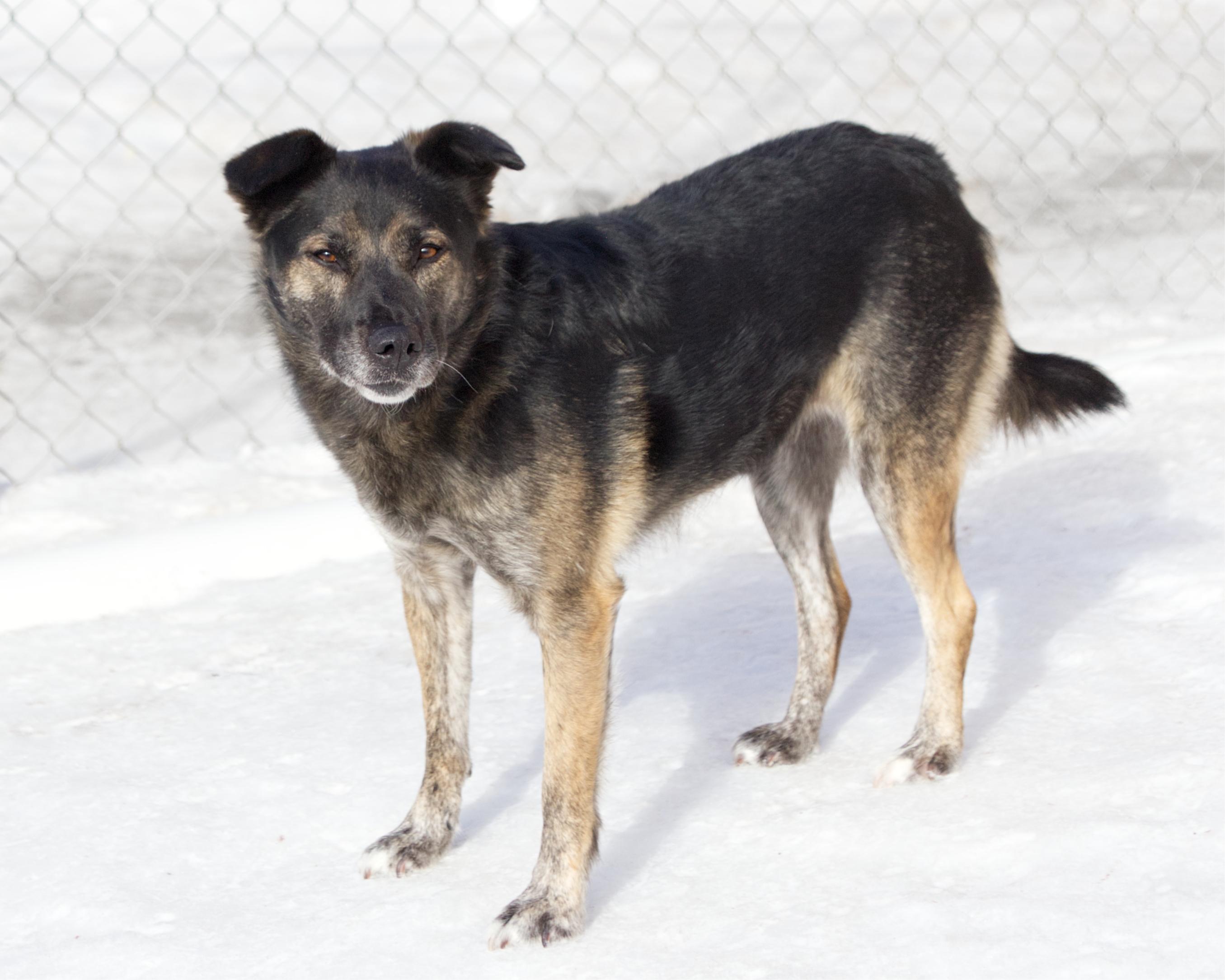 Enlarge Melina, an adoptable mixed breed in Winnipeg, MB image 2/3