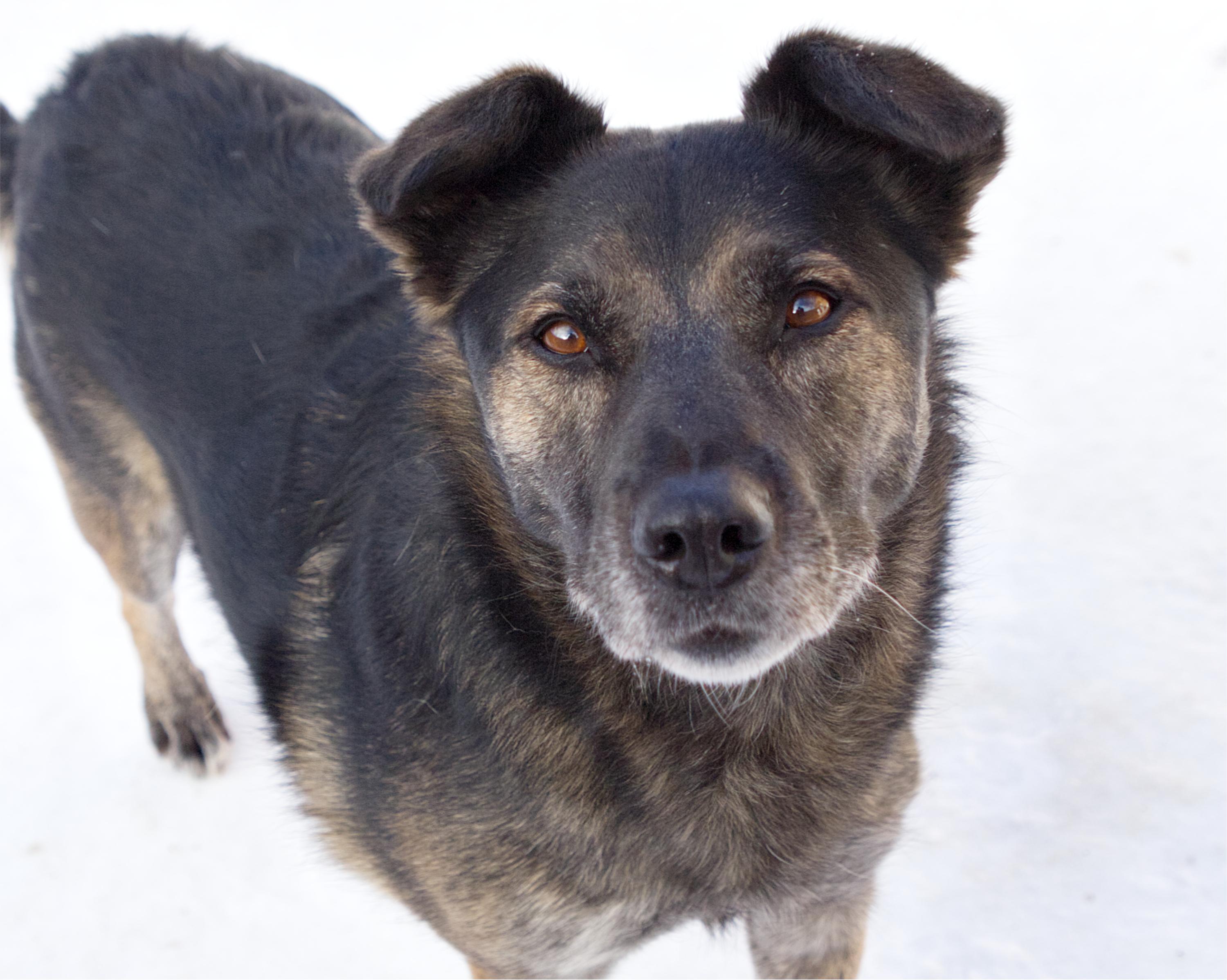 Enlarge Melina, an adoptable mixed breed in Winnipeg, MB image 1/3