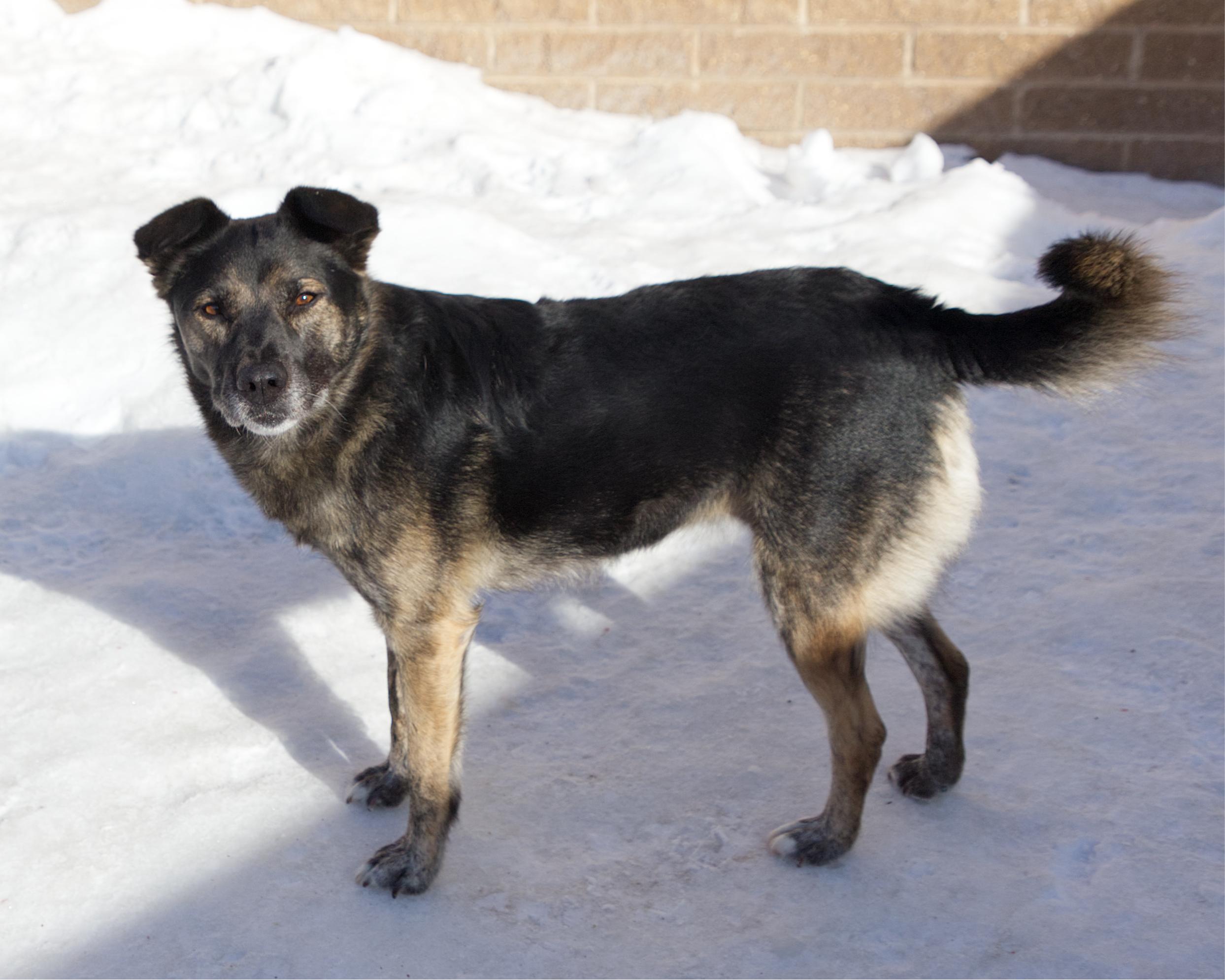 Enlarge Melina, an adoptable mixed breed in Winnipeg, MB image 3/3
