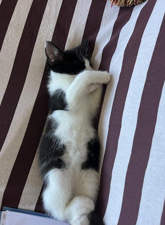 Enlarge Beehive, an adopted Tuxedo in Brooklyn, NY image 1/1